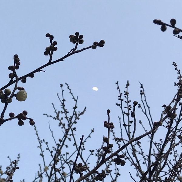 上弦の月と梅の蕾、そして幹