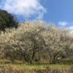 満開の古梅の花