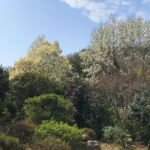 3月の白い花「白蓮」と「辛夷」