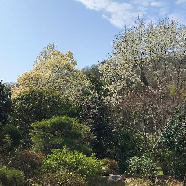 3月の白い花「白蓮」と「辛夷」