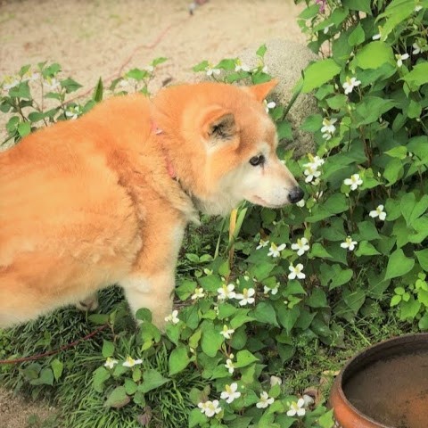 マリちゃん